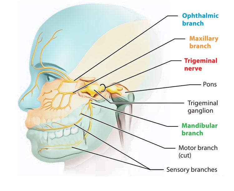 Trigeminal nerves