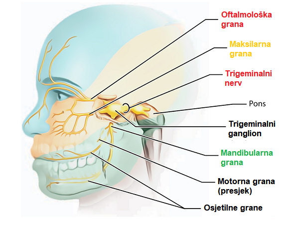 Slika trigeminalnog nerva