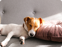 დაღლილობა